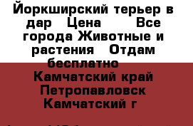 Йоркширский терьер в дар › Цена ­ 1 - Все города Животные и растения » Отдам бесплатно   . Камчатский край,Петропавловск-Камчатский г.